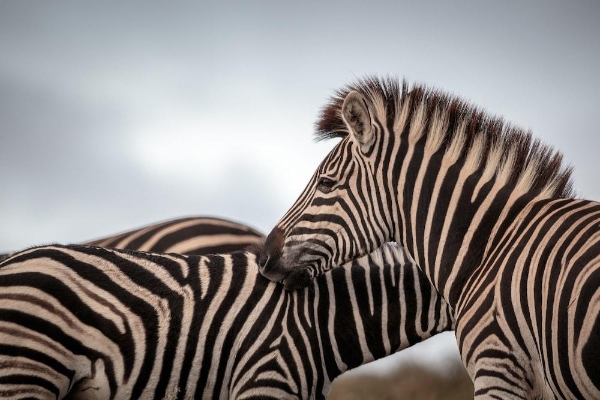 Hotel Hlosi Game Lodge-Amakhala Game Reserve (Addo)